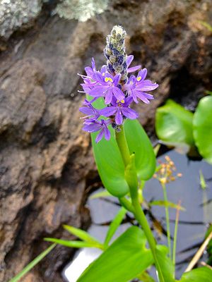 Pickerelweed features purple, small flowers atop a long stem