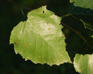 River birch features a green leaf with serrated edges. 