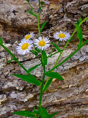 Daisy Fleabane features a flower with a yellow center and white, string like petals.