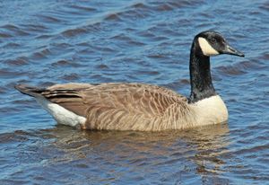 Canada goose in water.