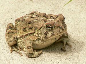 Fowler's toad sitting on sand.