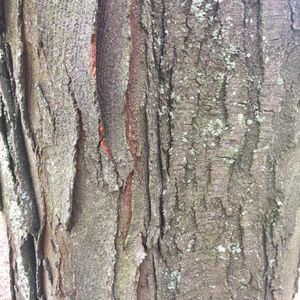 Honey locust features brown bark with a vertical line pattern.