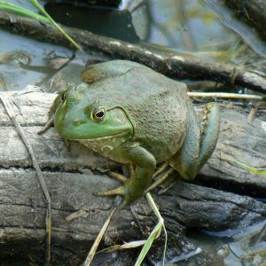  American bullfrog sitting on a branch in water.