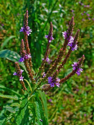 Blue vervain is an herb with opposite, simple leaves which have double-serate margins, borne on stiffly erect, branching square stems. 