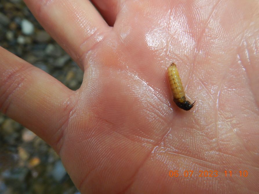 Caddisfly larva in the palm of a technician's hand. 