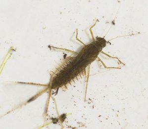 Mayfly, similar to cricket body, featuring many legs.