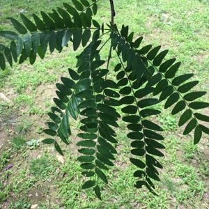 Honey locust features a large leaf composed of many small oval leaves.