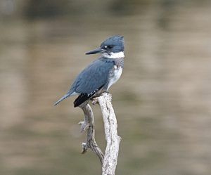 Belted Kingfisher sitting on dead branch in water.