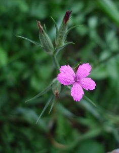 Deptford pink features a small pink flower with four petals with serrated edges.