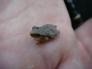 Spring peeper in the palm of a hand.