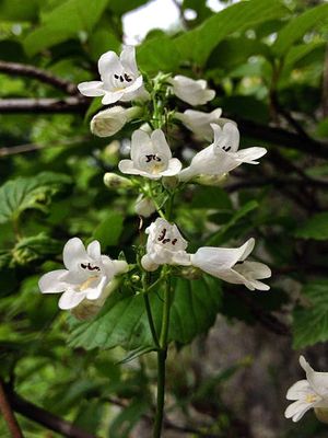 Foxglove beardtounge features white, two-lipped, tubular flowers borne in panicles atop erect, rigid stems. 