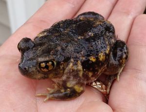 Eastern Spadefoot sitting in the palm of a hand.