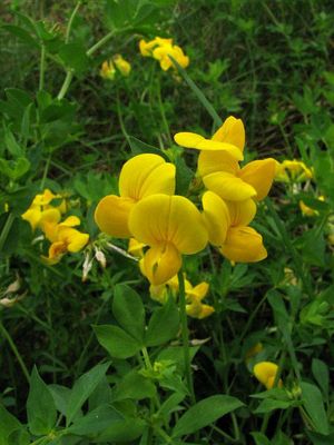 Bird's foot trefoil features small, low to the ground yellow flowers.