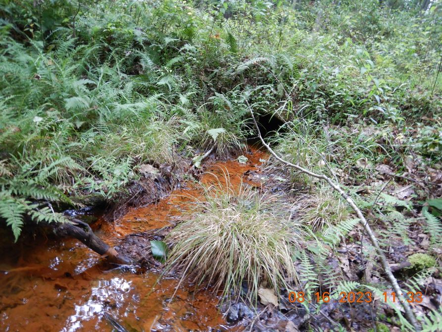 Acid mine drainage passes through forest growth. 