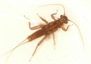 Stonefly featuring a cricket like body with long antennas on both ends.