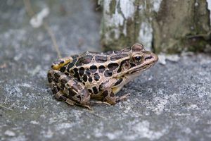 Pickerel frog sitting on a rock.